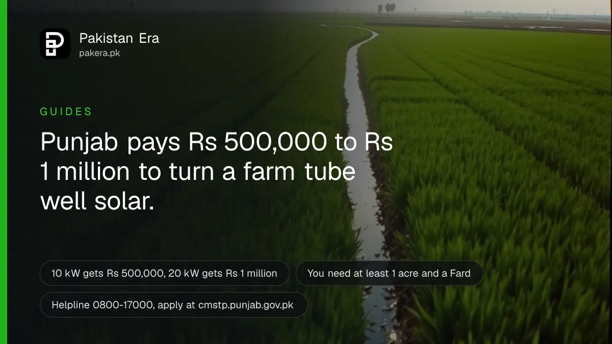 Green irrigated crop rows in a Punjab field under a bright sky at sunrise