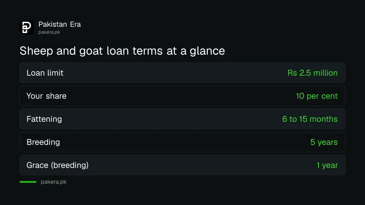 Key terms of the ZTBL sheep and goat loan in Pakistan: limit, your share and repayment