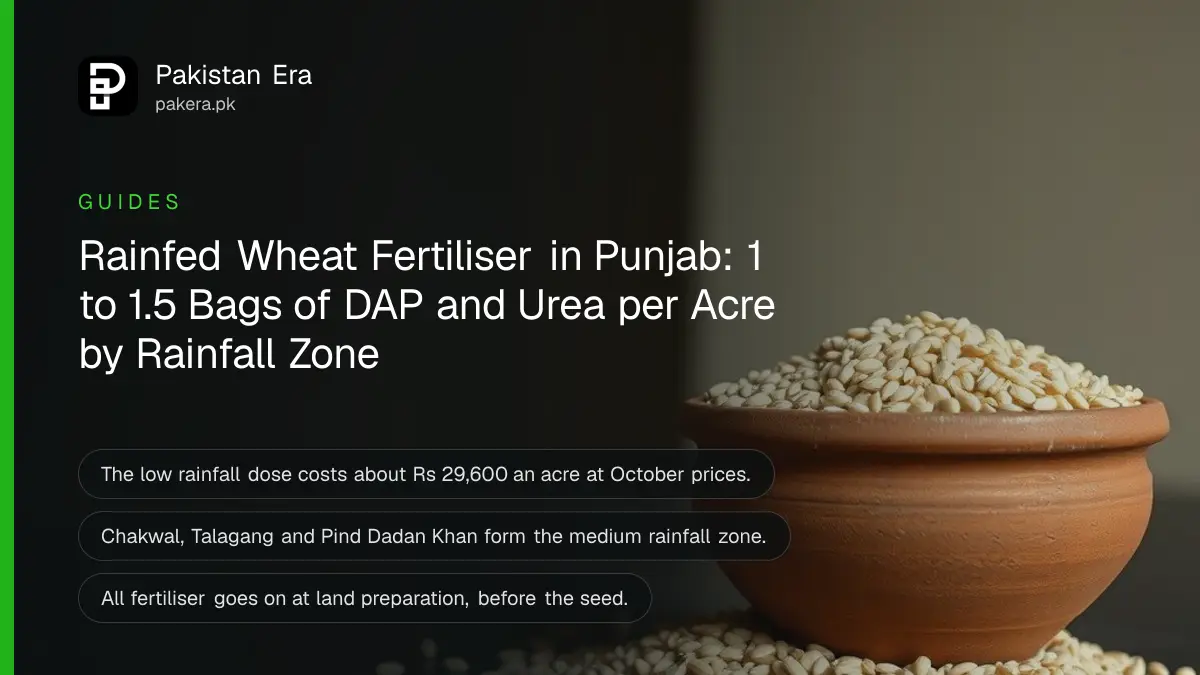 A clay bowl of wheat grains on a dark wooden table against a plain cream wall in soft daylight