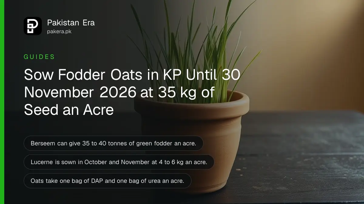 A terracotta pot of young green oat shoots on a dark wooden table against a plain cream wall