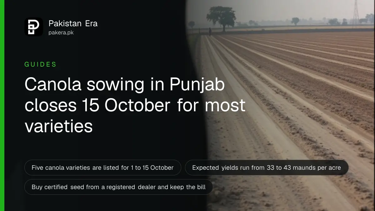 A distant ploughed field in rural Punjab at dawn ready for sowing, with a dirt track and a few trees