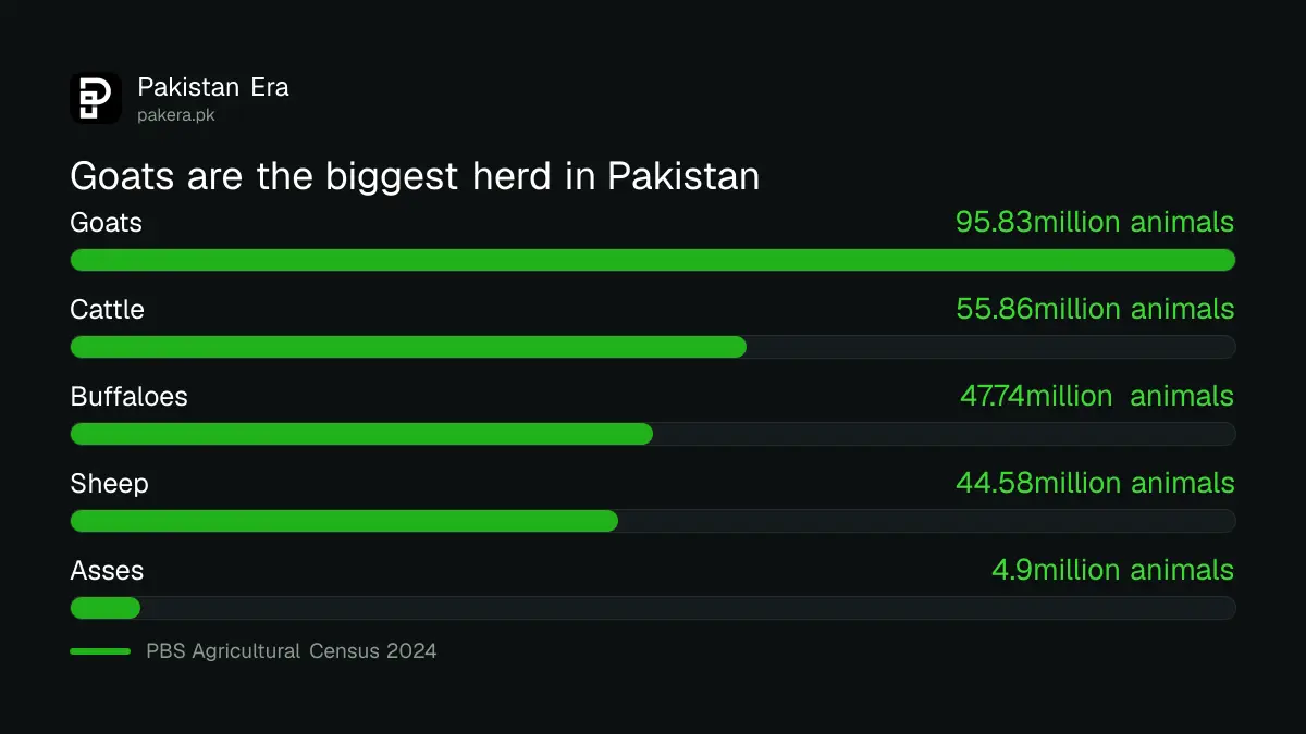 Number of goats, cattle, buffaloes and sheep in Pakistan in the 2024 census