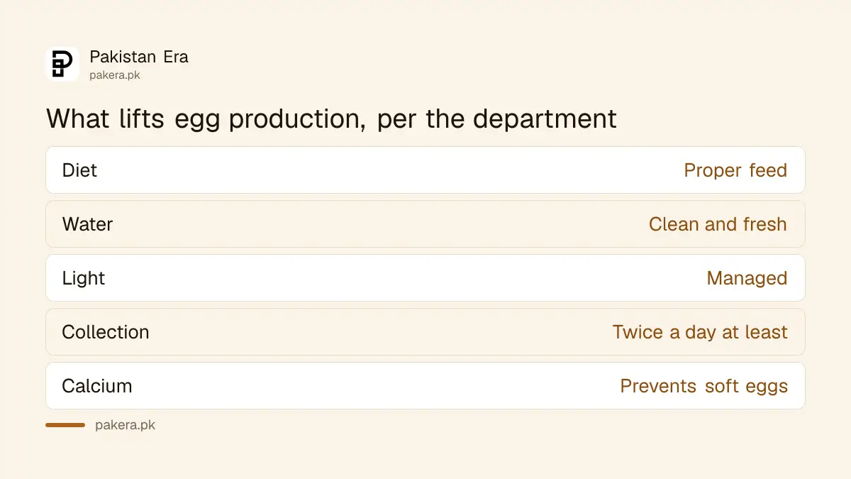 Ways to raise egg production listed by the Punjab Livestock Department