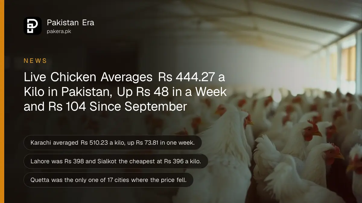 White chickens inside a clean poultry shed