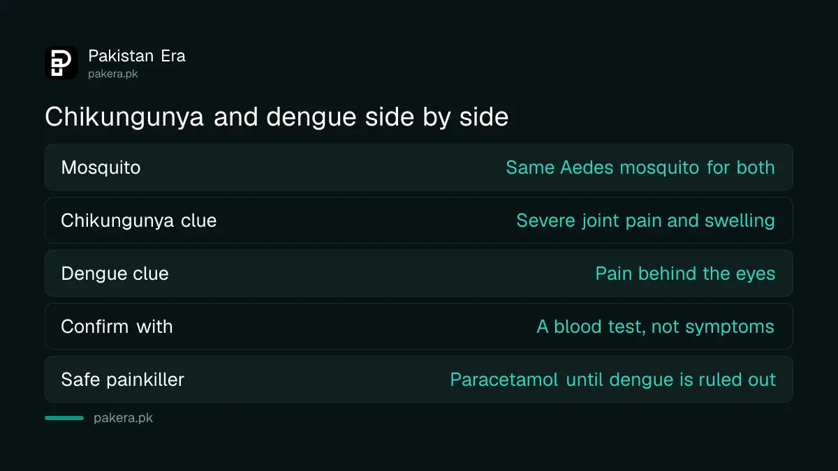 Chikungunya compared with dengue: same mosquito, but chikungunya brings severe joint pain while dengue carries a bleeding risk
