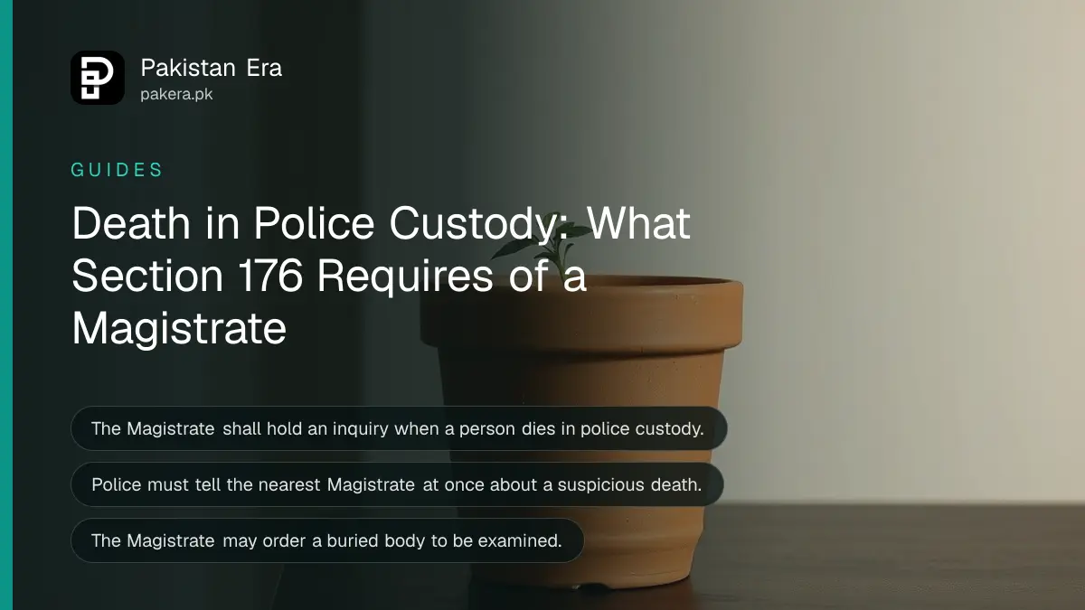 A small seedling in a terracotta pot on a dark wooden table, for a Magistrate inquiry in Pakistan