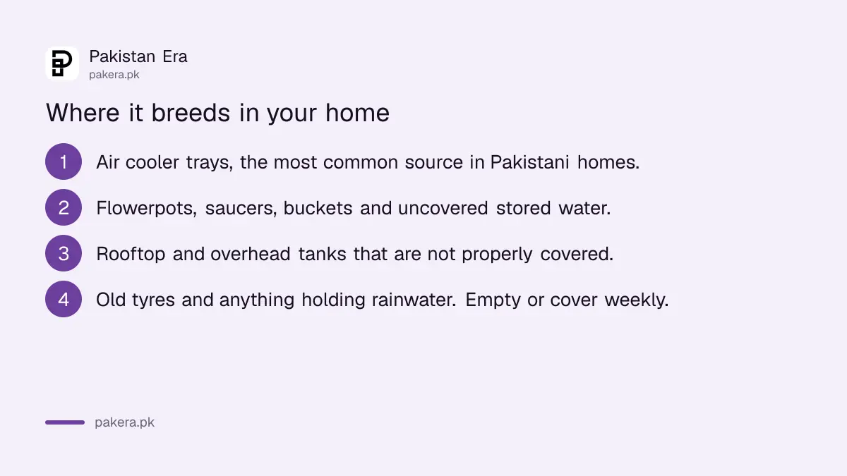 Where the dengue mosquito breeds in a Pakistani home