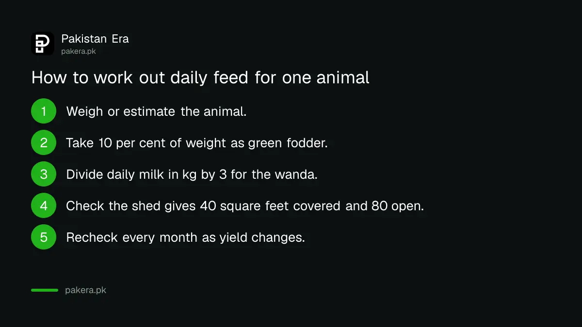 Steps to work out daily feed for a milking cow or buffalo