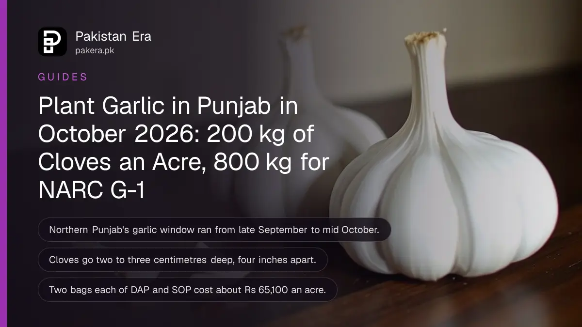 Three whole white garlic bulbs and a few loose cloves on a dark wooden table against a plain cream wall