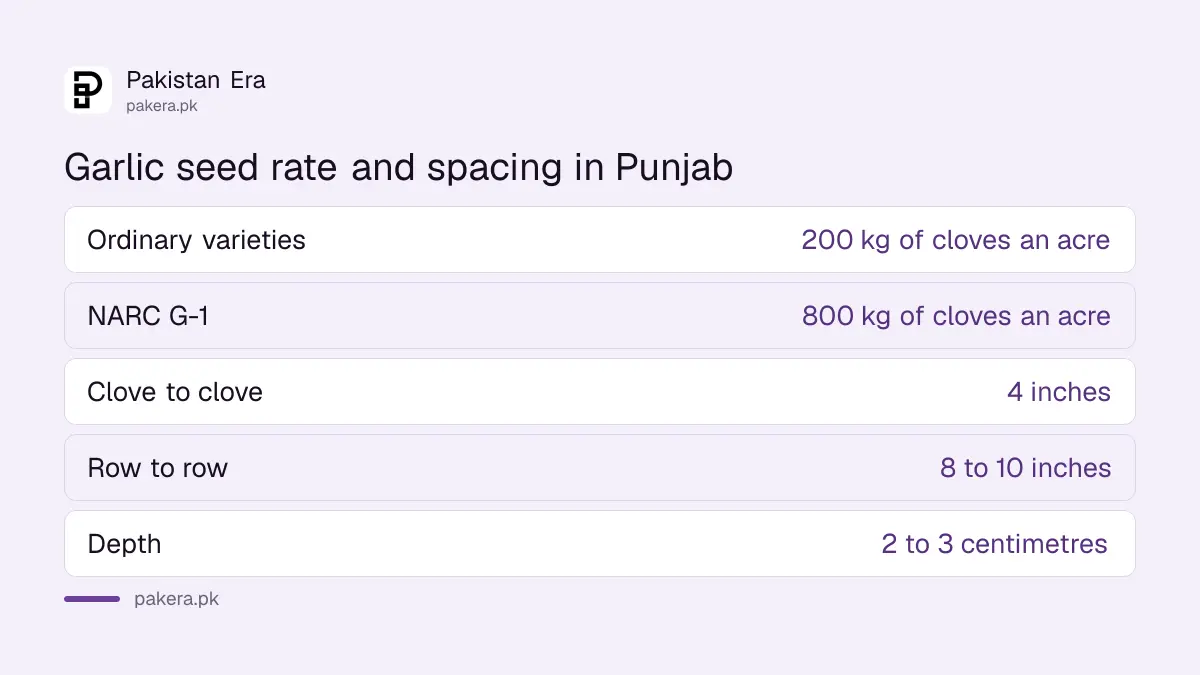 Garlic seed rate in Punjab: 200 kg of cloves an acre for ordinary varieties and 800 kg for NARC G-1