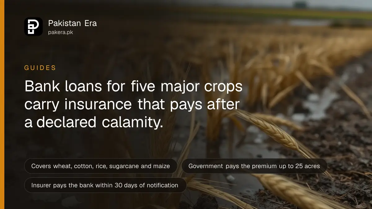 Wheat plants flattened by rain and hail in a waterlogged field under a grey sky