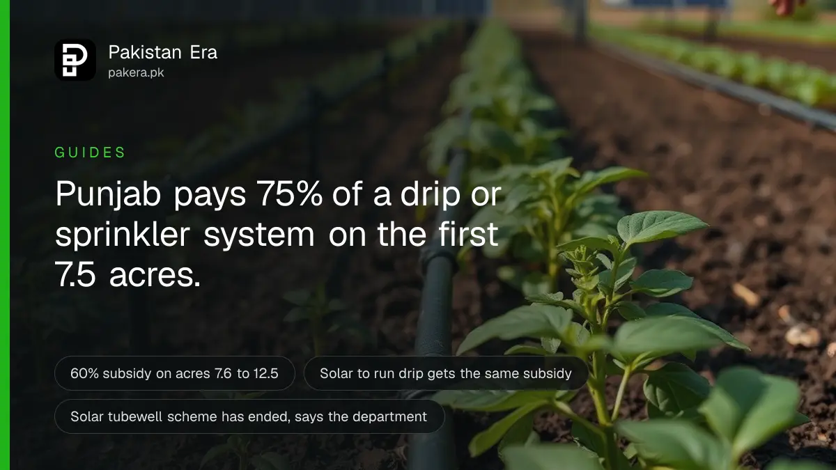 Black drip irrigation pipes running along rows of young vegetable plants, with water drops at the emitters