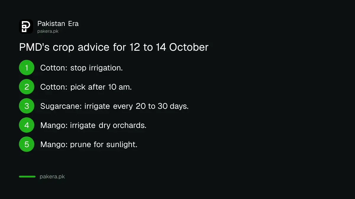 PMD's crop advice for cotton, sugarcane and mango in South Punjab for 12 to 14 October 2026