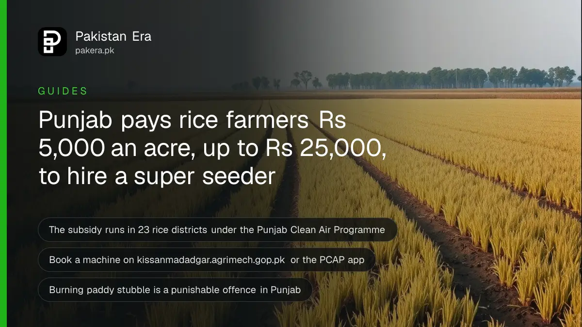 Harvested rice field in Punjab with golden paddy stubble in neat rows under a clear blue autumn sky