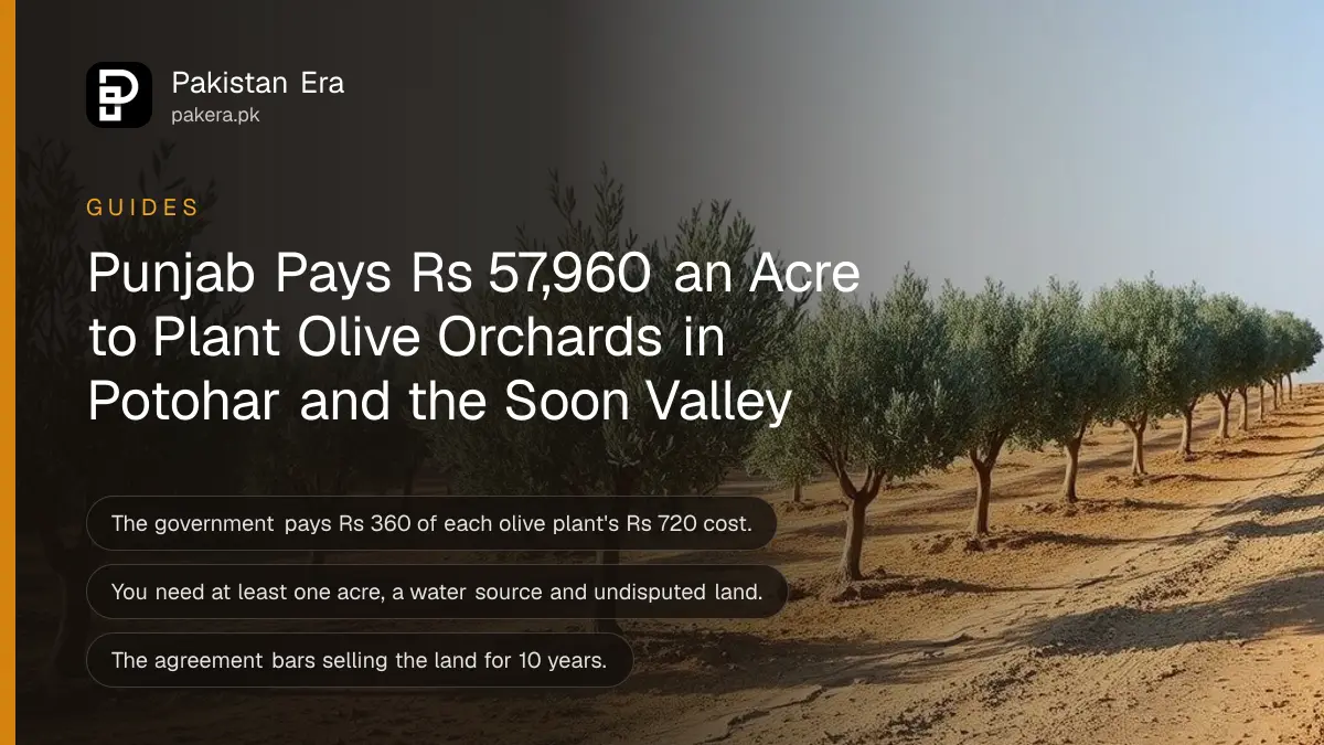 Rows of young olive trees on a dry hillside farm under a clear blue sky