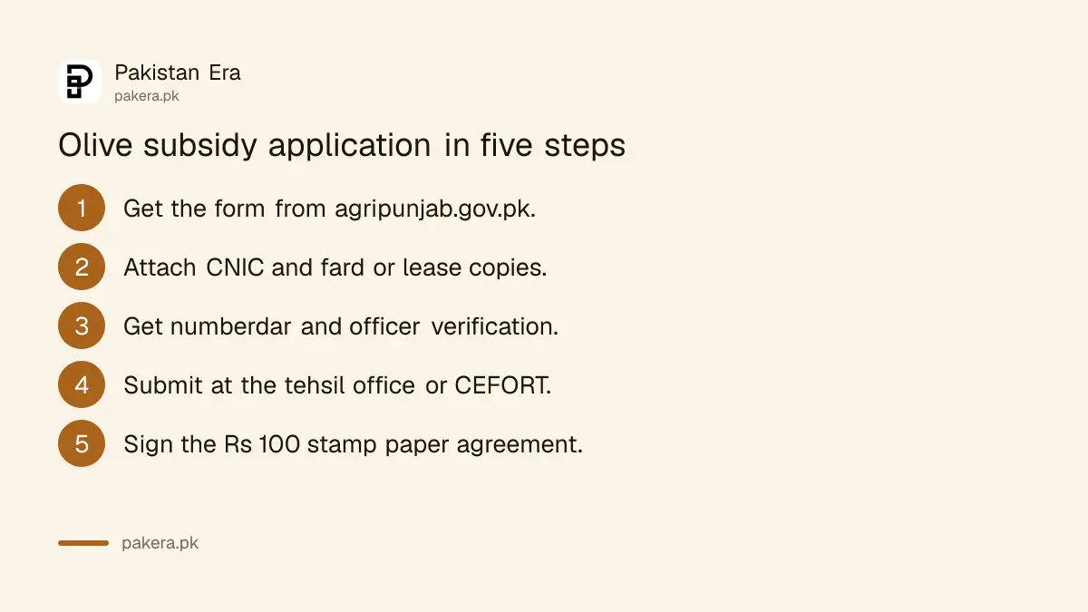 Steps to apply for the Punjab olive plantation subsidy in Potohar and the Soon Valley