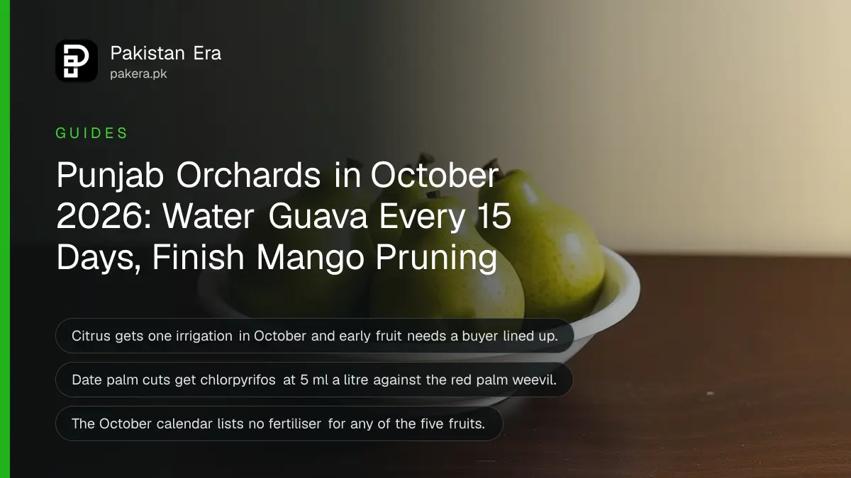Three ripe guavas in a white porcelain bowl on a dark wooden table against a plain cream wall