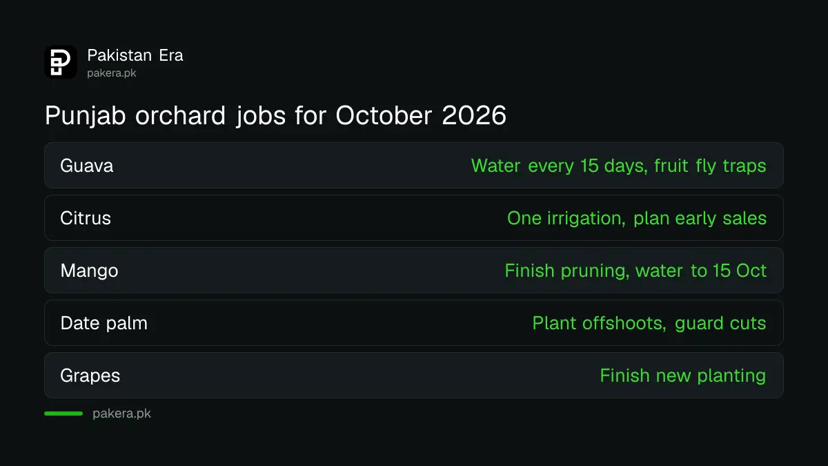 October 2026 orchard jobs in Punjab for guava, citrus, mango, date palm and grapes