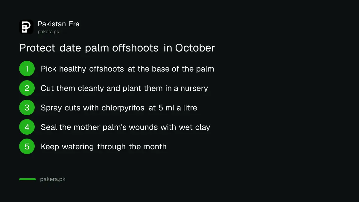 Steps to separate and protect date palm offshoots in October against the red palm weevil