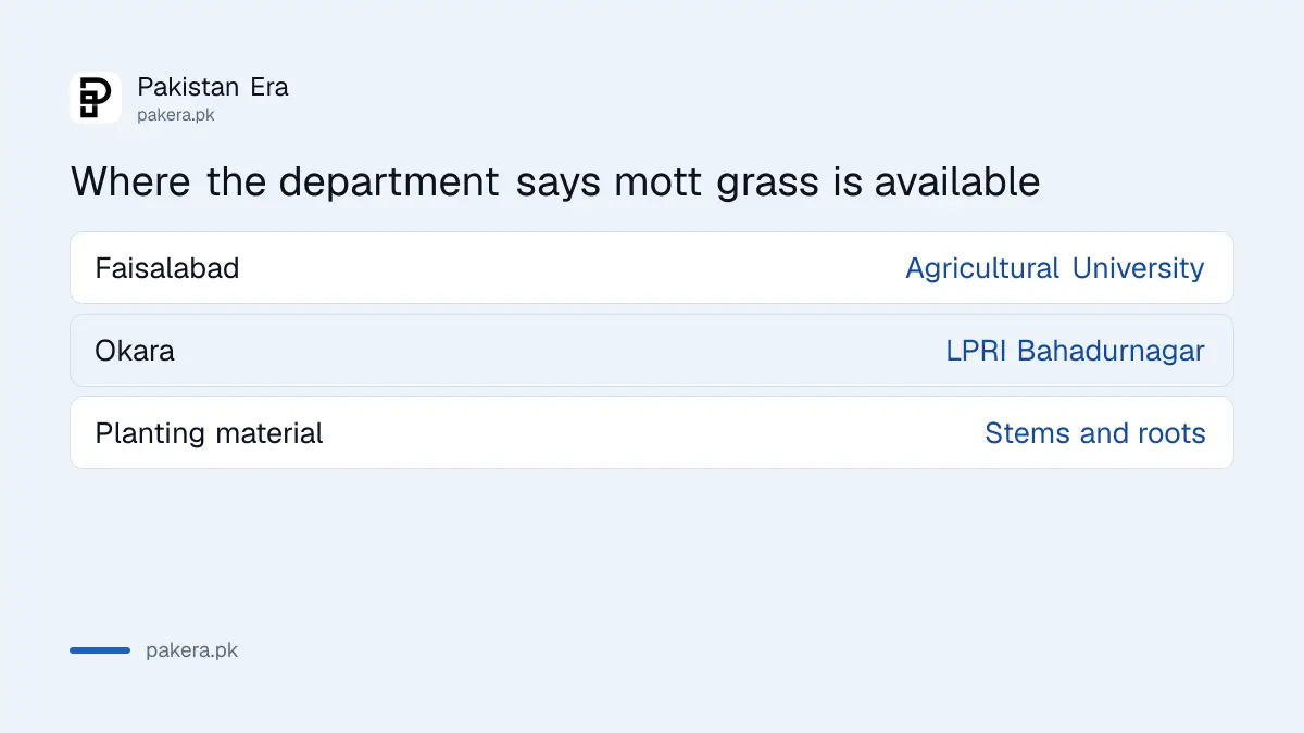 Where to get mott grass cuttings in Punjab