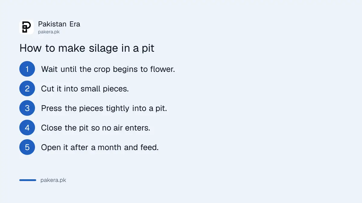Steps to make silage in a pit, as listed by the Punjab Livestock Department