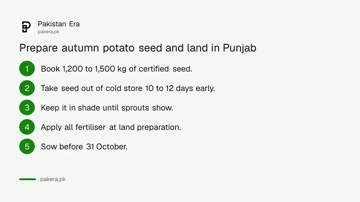 Five steps to prepare autumn potato seed and land in Punjab before 31 October 2026