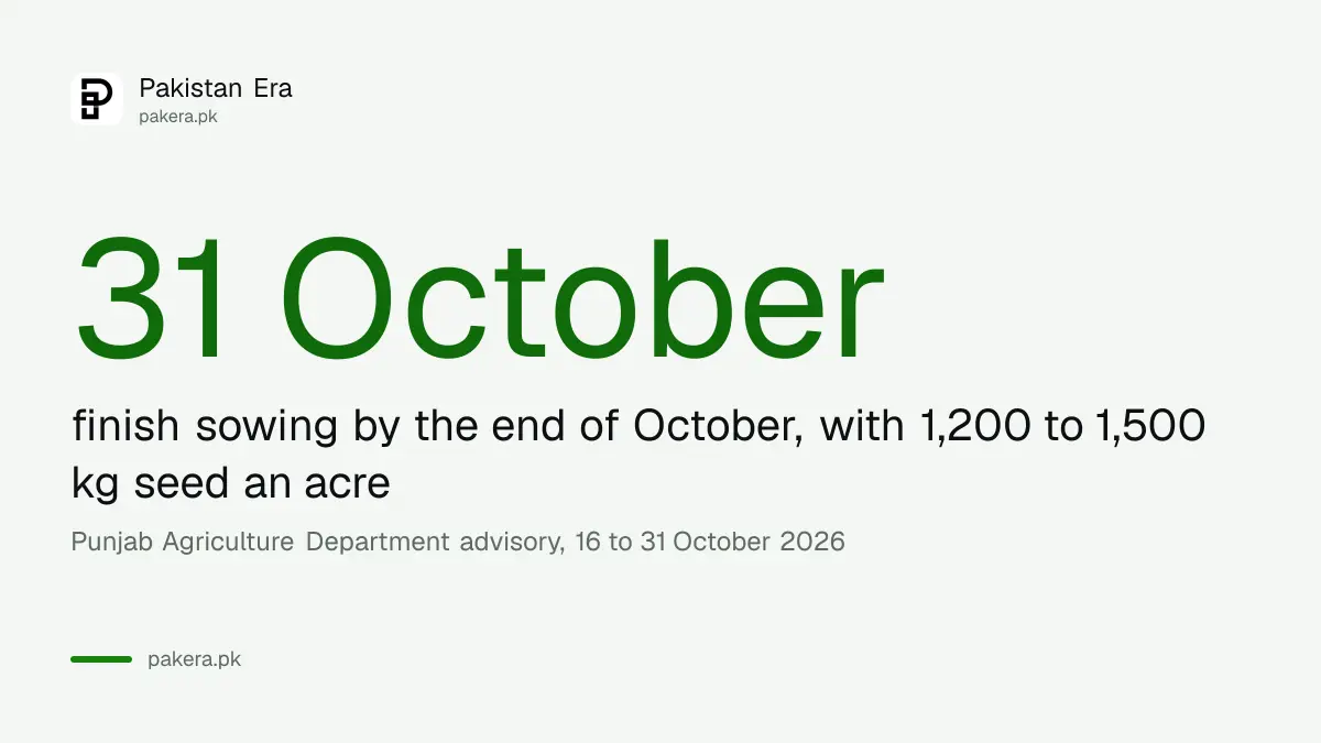 Autumn potato sowing in Punjab should be finished by 31 October 2026, with 1,200 to 1,500 kg seed an acre