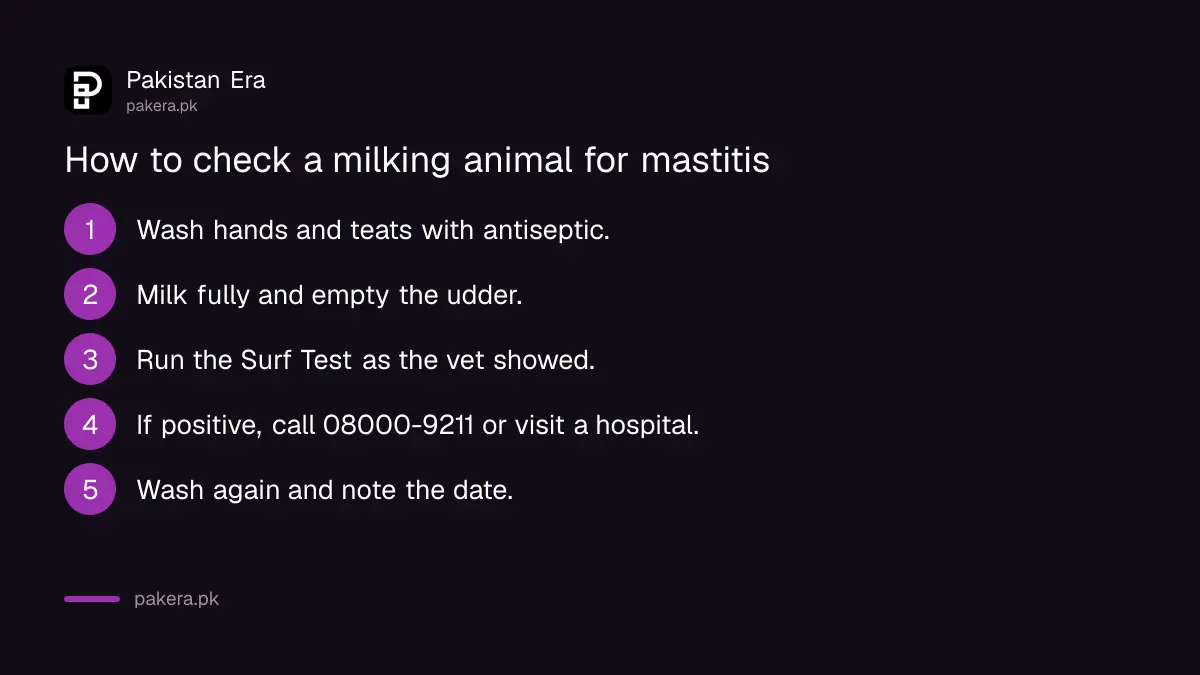 Steps to check a milking animal for mastitis