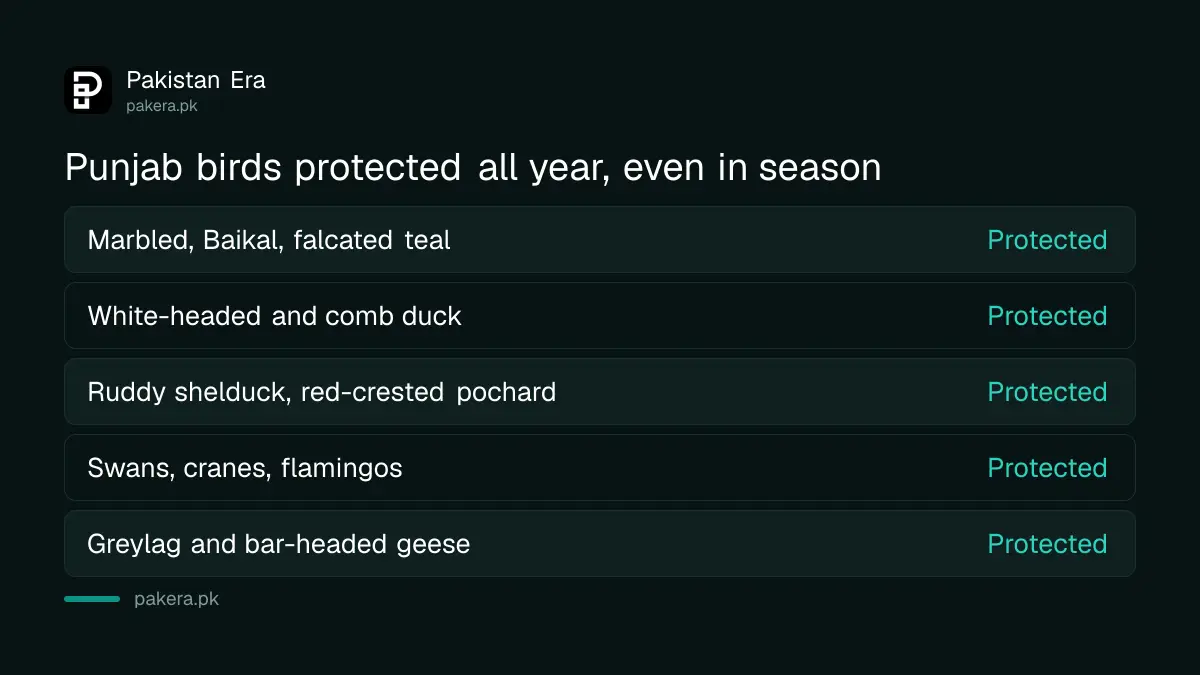 Birds protected all year in Punjab: marbled, Baikal and falcated teal, white-headed duck, swans, cranes, flamingos and greylag geese