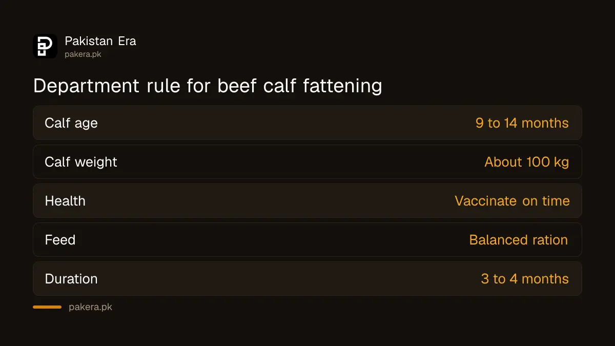 Punjab Livestock Department rule for beef calf fattening