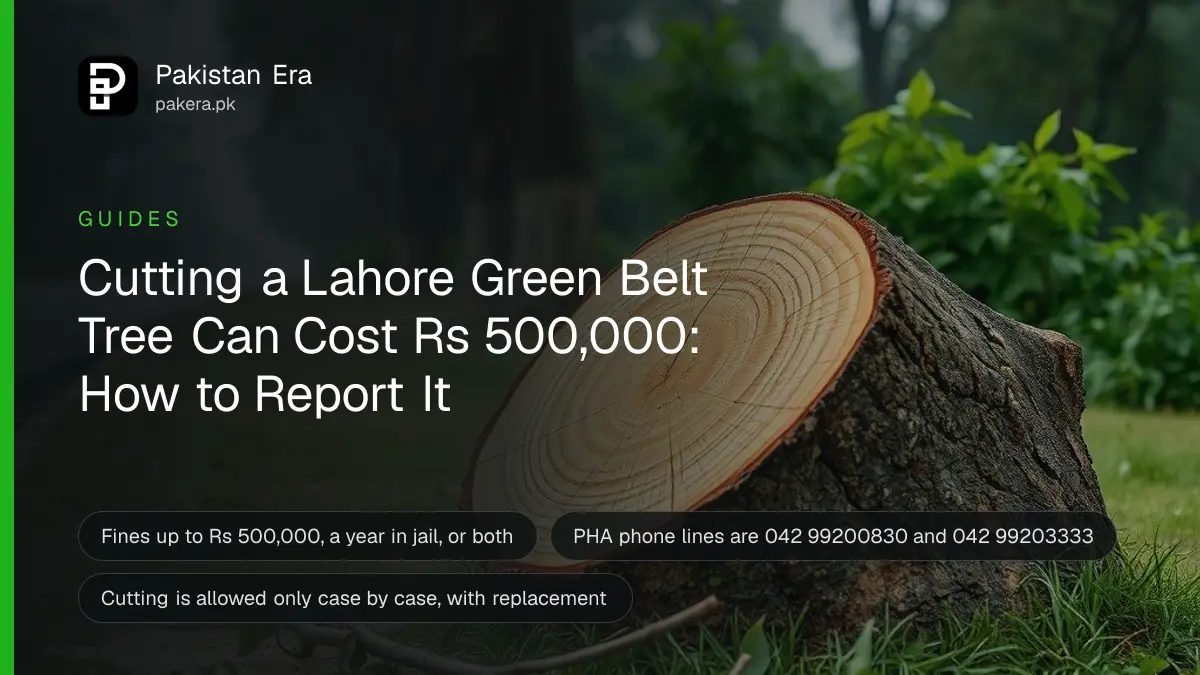 A freshly cut tree stump on a grassy roadside green belt, sawdust on the grass and tall green trees behind it
