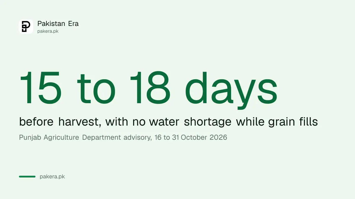 Basmati rice in Punjab gets its last irrigation 15 to 18 days before harvest