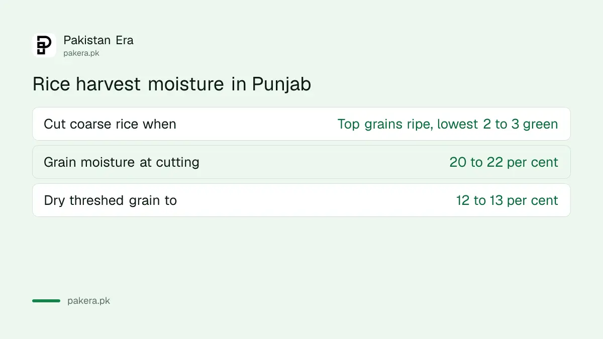 Rice in Punjab is cut at 20 to 22 per cent grain moisture and dried to 12 to 13 per cent before storage or sale