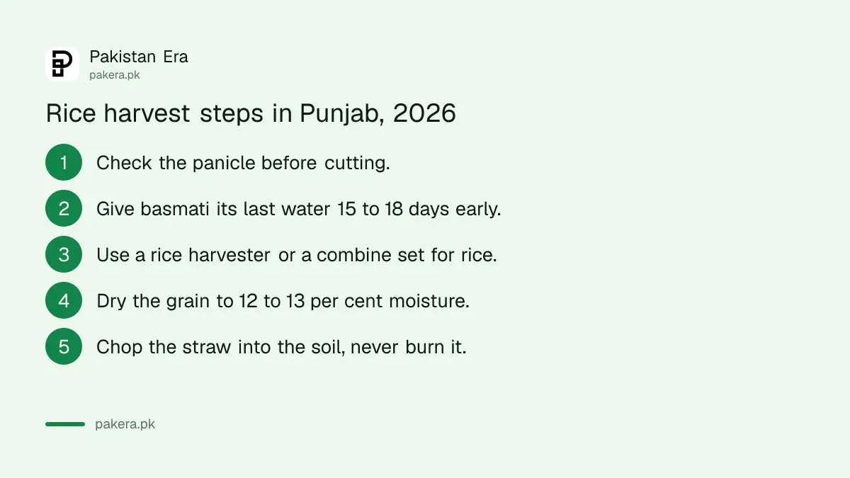 Five steps for rice harvest in Punjab in 2026, ending with chopping the straw into the soil