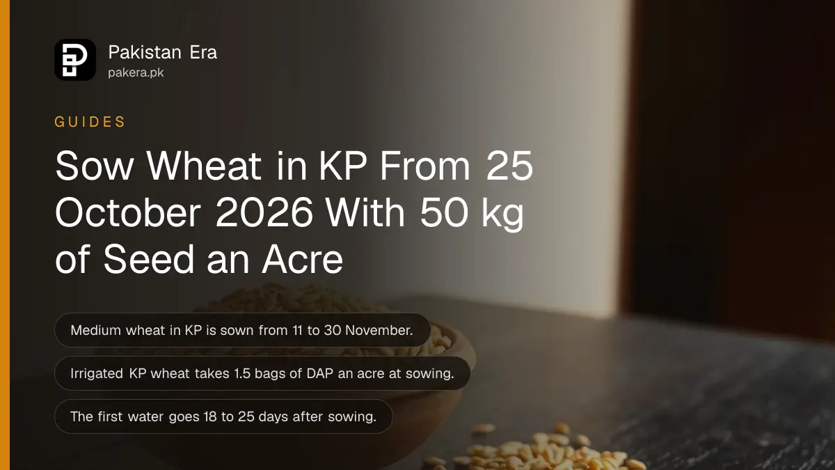 A clay bowl full of wheat grains on a dark wooden table against a plain cream wall