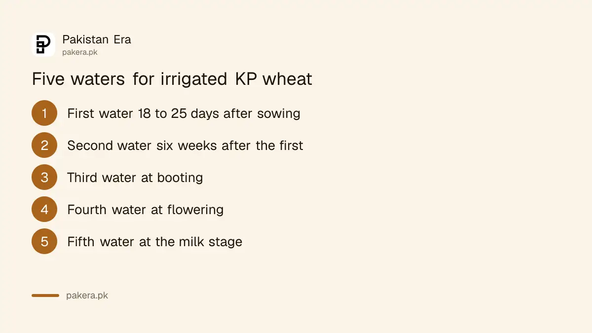 Five irrigations for wheat in Khyber Pakhtunkhwa from 18 to 25 days after sowing to the milk stage