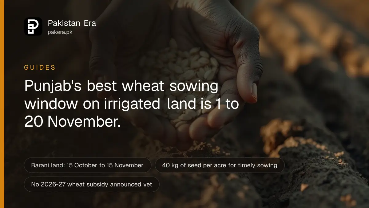 A farmer's hands holding golden wheat seed above freshly ploughed brown soil in morning light