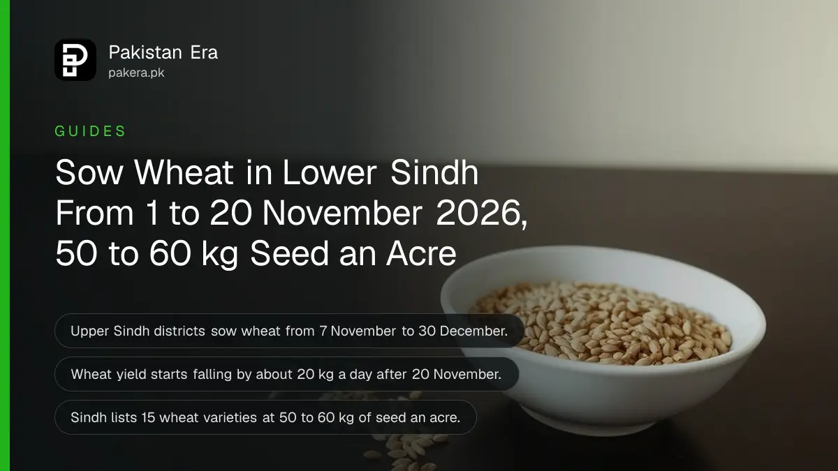 A white porcelain bowl of wheat grains on a dark wooden table against a plain cream wall