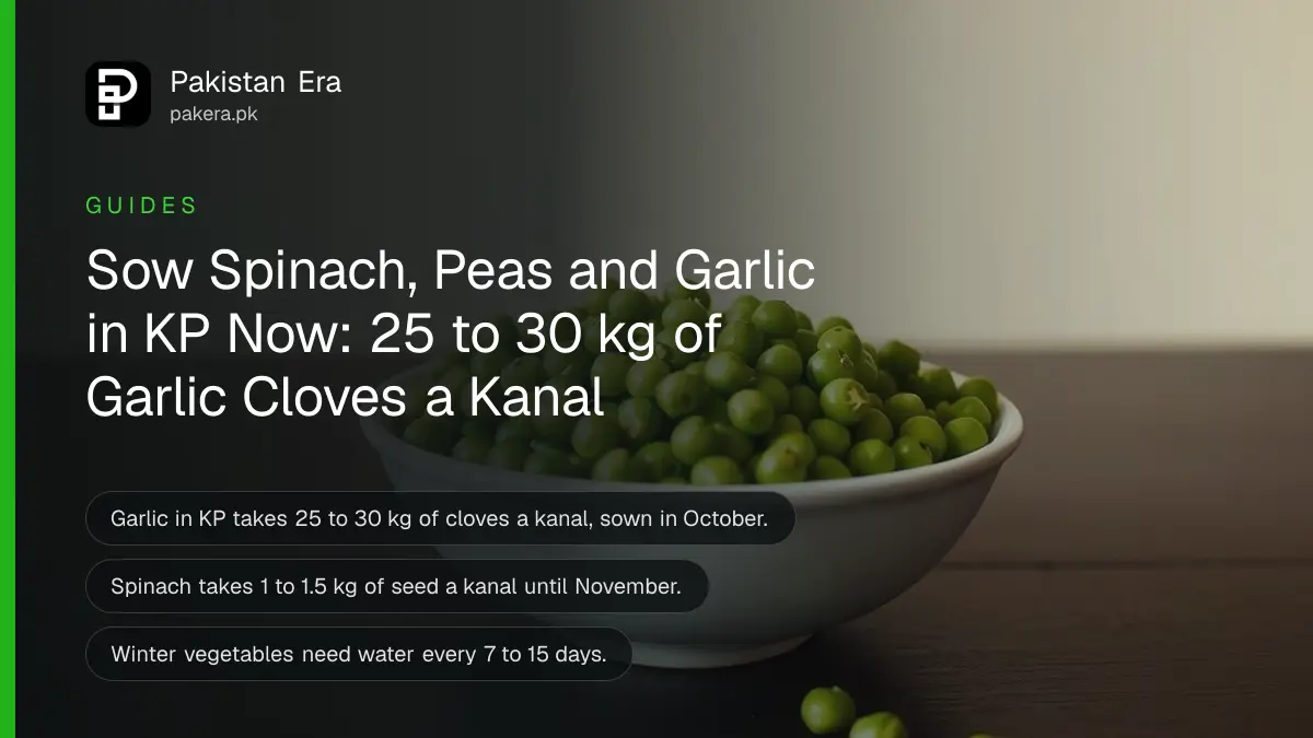 A white porcelain bowl of fresh green peas on a dark wooden table against a plain cream wall